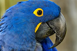 Endangered Prints: Blue Hyacinth Macaw, Anodorhynchus hyacinthinus