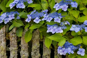 Blue hydrangea along fence gardens of Cannon Beach, Oregon