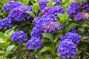 Images Dated 18th July 2014: Blue hydrangea flowers in gardens of Cannon Beach, Oregon