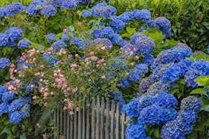 Sylvia Gulin Prints: Blue hydrangea and Rose bush along fence gardens of Cannon Beach, Oregon