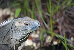 Back Prints: Blue Iguana Habitat at Queen Elizabeth II Botanic Park, Grand Cayman, Cayman Island