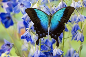 Blue Iridescence Swallowtail Butterfly, Papilio pericles