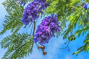 Waikiki Prints: Blue Jacaranda flowers, Waikiki, Honolulu, Hawaii