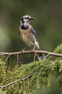 Blue jay