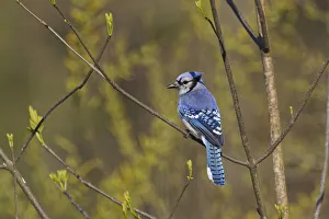 Blue jay