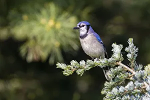 Nature Prints: Blue jay in blue atlas cedar, Marion County, Illinois
