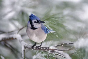 Song Bird Prints: Blue Jay, Cyanocitta cristata