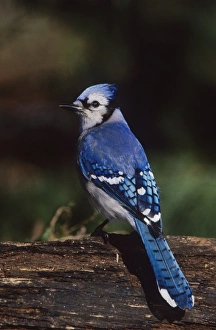 Images Dated 12th February 2010: Blue Jay, Cyanocitta cristata, adult, San Antonio, Texas, USA, Oktober
