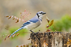 Images Dated 12th December 2011: Blue Jay (Cyanocitta cristata) adult perched on log