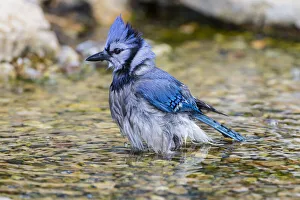 Animal Prints: Blue Jay (Cyanocitta cristata) bathing Marion County, Illinois