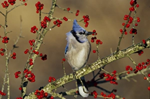 Ornithology Prints: Blue Jay (Cyanocitta cristata) in icy Green Hawthorn (Crataegus virdis) tree, Marion Co