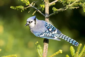 Perching Prints: Blue Jay (Cyanocitta cristata) in spruce tree. Marion Co. IL