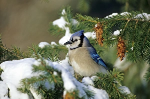 Blue Jay (Cyanocitta cristata) in spruce tree in winter, Marion Co, Illinois