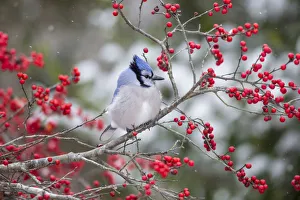 Blue Jay (Cyanocitta cristata) in Winterberry Bush (Ilex verticillata), Marion County
