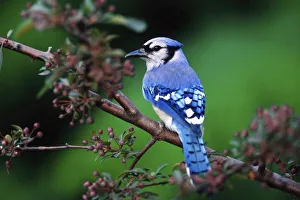 Blue Jay, Cyaoncitta cristata