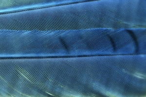 Back Ground Prints: Detail of blue Jay feathers