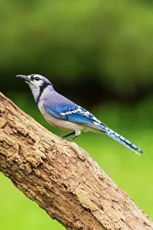 Songbird Prints: Blue Jay, Marion County, Illinois