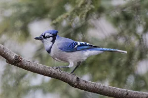 Images Dated 29th December 2021: Blue jay in winter, Kentucky