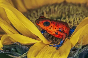Amphibian Prints: Blue-jean frog, Strawberry poison dart frog