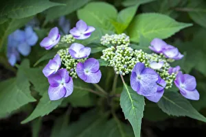 Images Dated 3rd September 2019: Blue lacecap hydrangea, USA