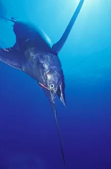 Blue Marlin (Makaira nigricans) 549 pounds hooked near Kona, Big Island, Hawaii