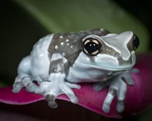 Images Dated 30th April 2016: Blue milk frog, Mission golden-eye tree frog