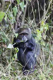 Mammals Prints: Blue Monkey (Cercopithecus mitis) crouched in vines eating while looking at the camera