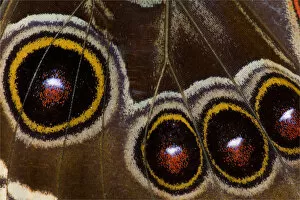 Images Dated 22nd October 2005: Blue Morpho Butterfly, Morpho granadensis, wings closed and macro showing eye spots
