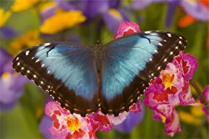 Images Dated 23rd October 2005: Blue Morpho Butterfly, Morpho granadensis, on pink orchid