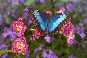 Images Dated 28th October 2005: Blue Morpho Butterfly, Morpho granadensis, on pink orchid