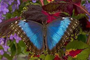 Images Dated 28th October 2005: Blue Morpho Butterfly, Morpho granadensis, resting on Coleus