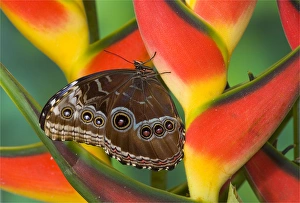Images Dated 1st December 2005: Blue Morpho Butterfly, Morpho granadensis, sitting on tropical Heliconia flowers