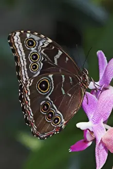 Blue Morpho Butterfly Morpho menelaus Blue Morpho ButterflyMorpho menelaus