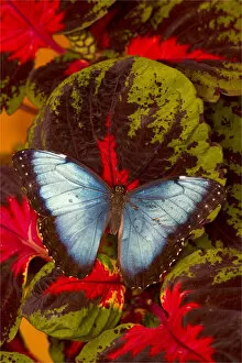 Images Dated 24th October 2005: Blue Morpho Butterfly, Morpho peleides, wings open on coleus leaves