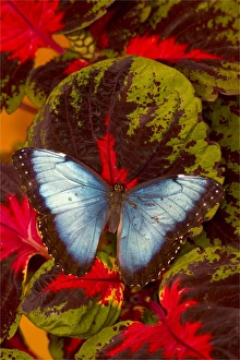 Images Dated 24th October 2005: Blue Morpho Butterfly, Morpho peleides, wings open on coleus leaves