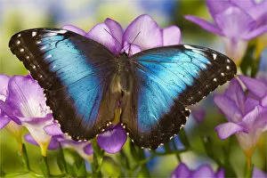 Images Dated 4th November 2006: Blue Morpho Butterfly, Morpho peleides