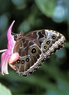 Images Dated 9th December 2008: Blue Morpho Butterfly (Morpho peleides)