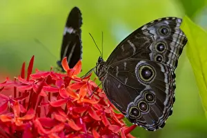 Images Dated 28th March 2015: Blue Morpho butterfly (Morpho peleides) at the Butterfly and Nature Conservatory