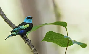 Images Dated 14th July 2023: Blue-necked tanager pause for a moment in the forest near Machu Pichu in Peru
