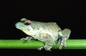 Blue-nosed Treefrog