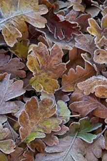 Blue oak leaves fallen and frosted in the morning near the Siskyou Pass in Northern California