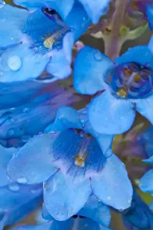 Water Drop Prints: Blue Penstemon aka Beardtongue with water drops at Medicine Rocks State Park near