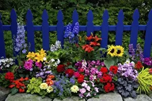 Images Dated 10th June 2005: Blue Picket Fence with flower garden gracing it Sammamish Washington and our garden