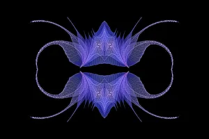 Prints of Blue and pink colored skeleton leaves arranged on black background Images Dated 2022 June: Blue and pink colored skeleton leaves arranged on black background