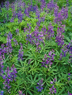 Images Dated 19th May 2009: Blue Pod lupine in Olympic National Park, Washington