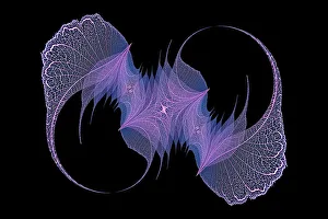 Prints of Blue and purple colored skeleton leaves arranged on black background Images Dated 2022 June: Blue and purple colored skeleton leaves arranged on black background