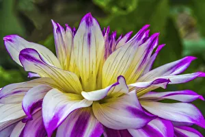 Decorative Prints: Blue purple white Dinnerplate a dahlia blooming. Dahlia named Ferncliff Illusion