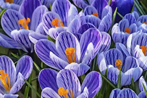 Strip Prints: Blue, purple, white Stripes Crocuses blooming, Bellevue, Washington State
