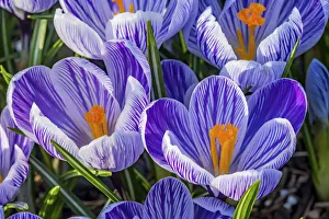 Crocus Prints: Blue, purple, white yellow Crocuses blooming, Bellevue, Washington State