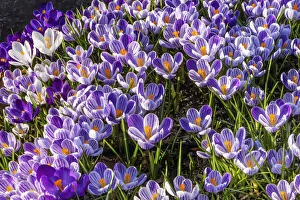 Images Dated 25th September 2020: Blue, purple, white yellow Crocuses blooming, Bellevue, Washington State
